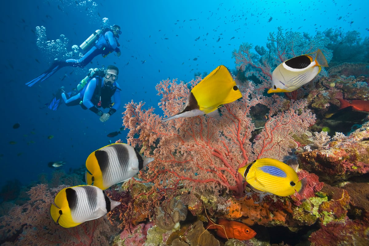 Hamilton Island: following in the footsteps of David Attenborough on the Great Barrier Reef | London Evening Standard