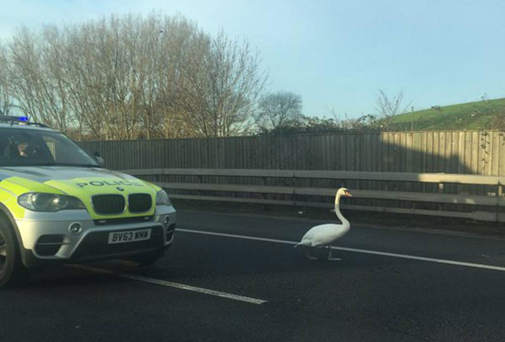 Police chase swan on M25 during morning rush hour