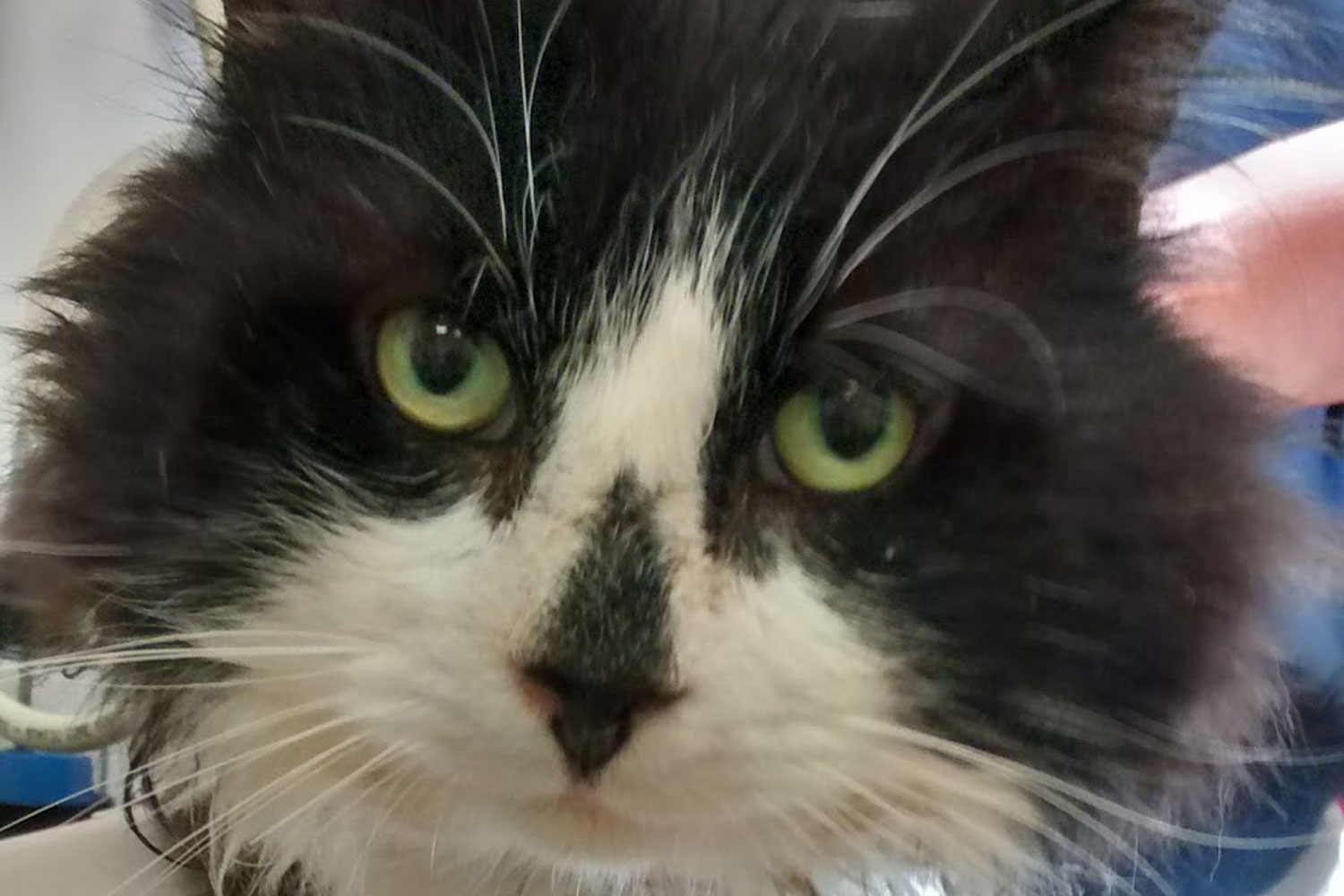 Wire tied round cat's neck leaving him with 'barbaric' injuries