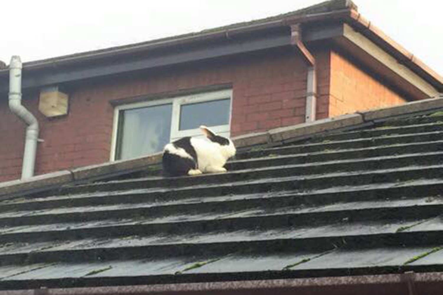 Firefighters rescue bunny blown onto roof of house by Storm Gertrude