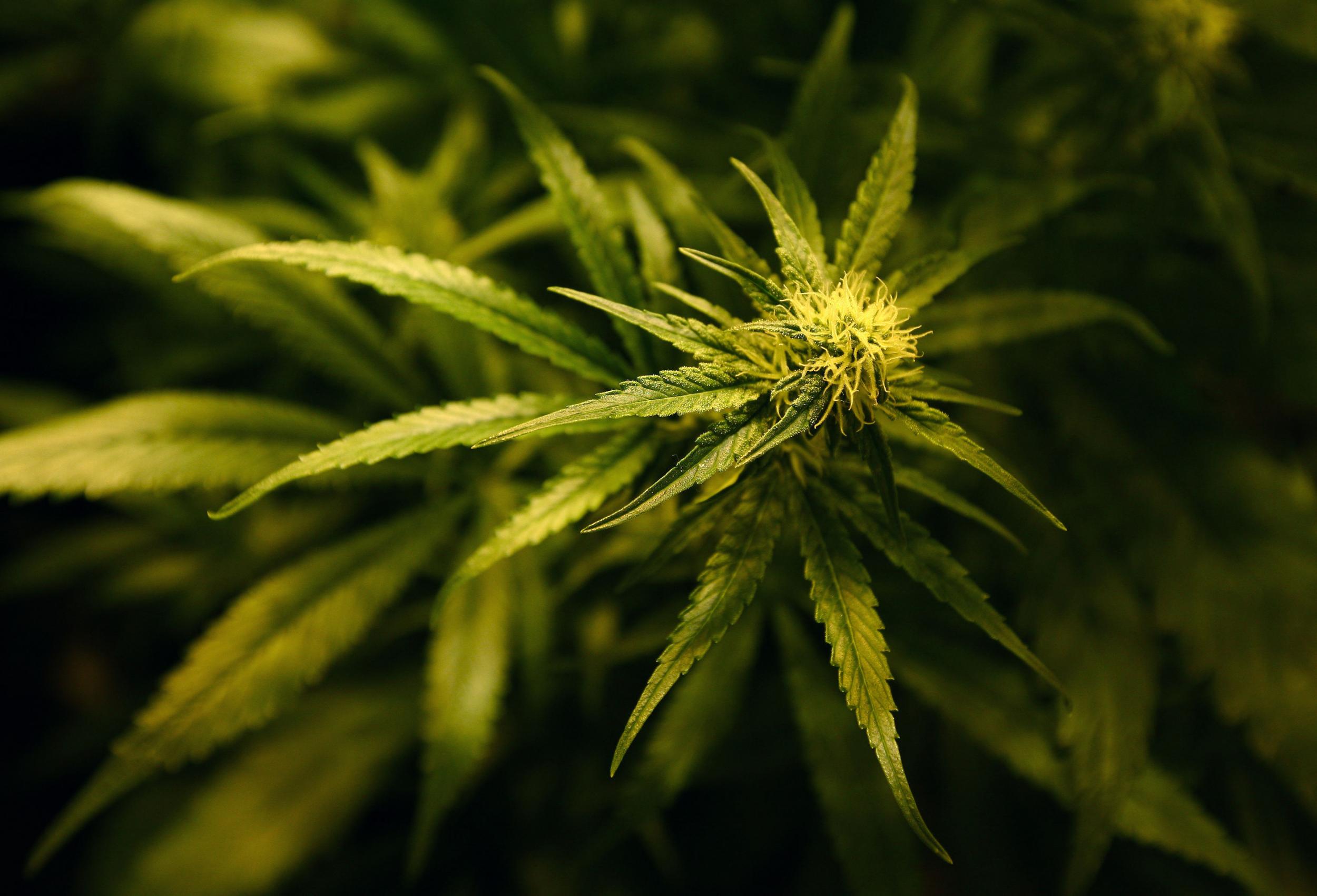 Six men charged after 100kg of cannabis is recovered