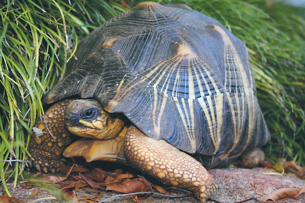 Critically endangered tortoise 'stolen' from enclosure at Australian zoo | London Evening Standard