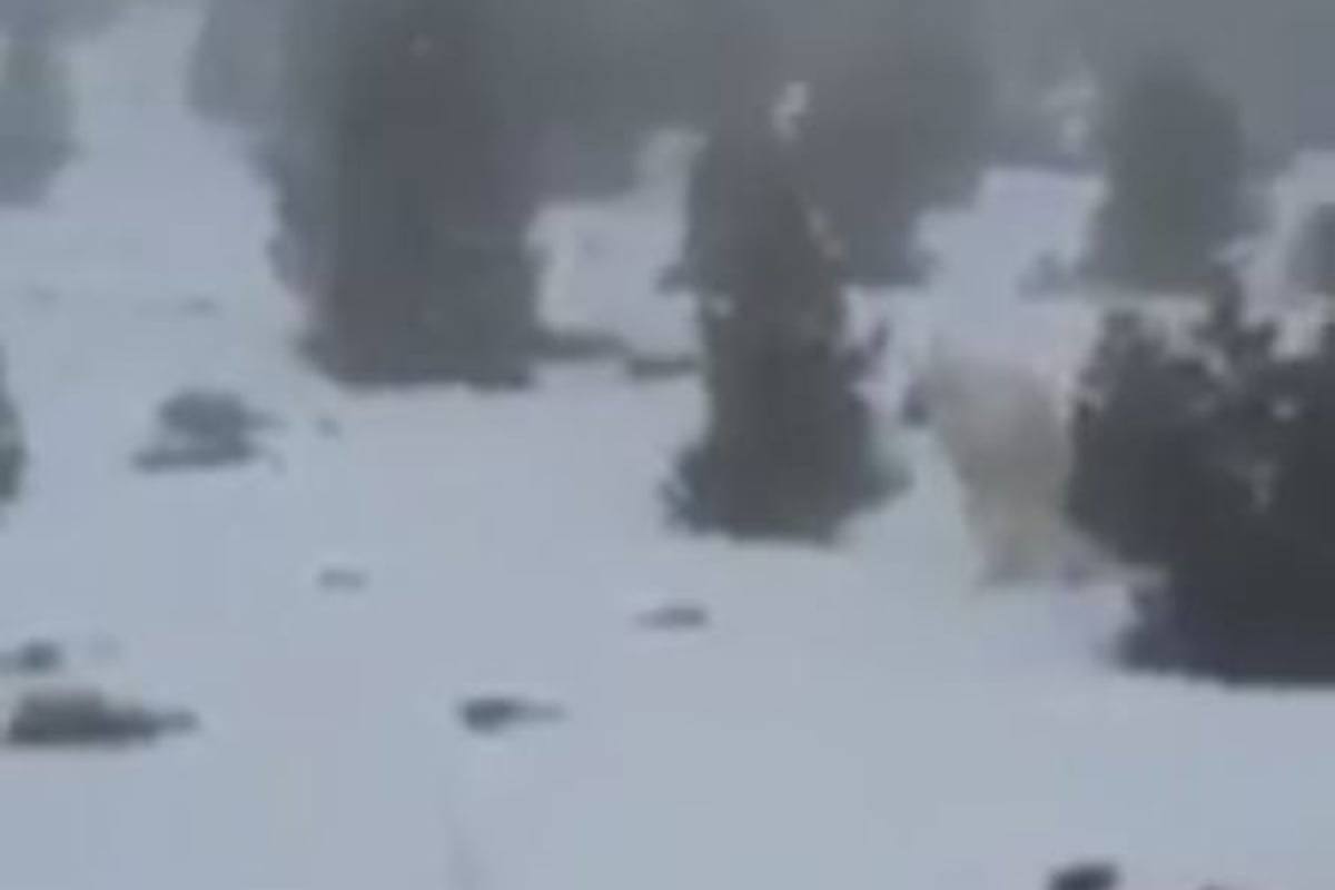 Skier claims to have captured footage of yeti at Spanish ski resort | London Evening Standard