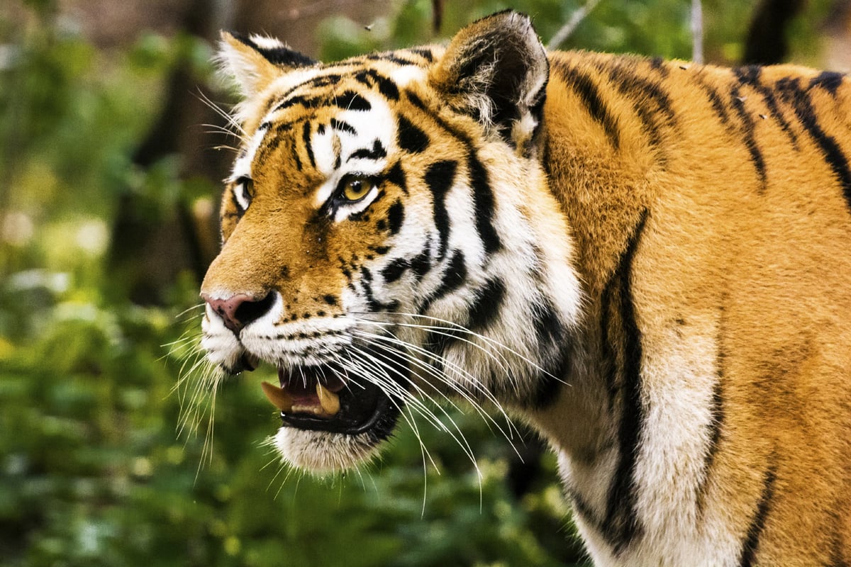 Tourist survives terrifying tiger attack after hearing 'roar and growl' in Nepal | London Evening Standard