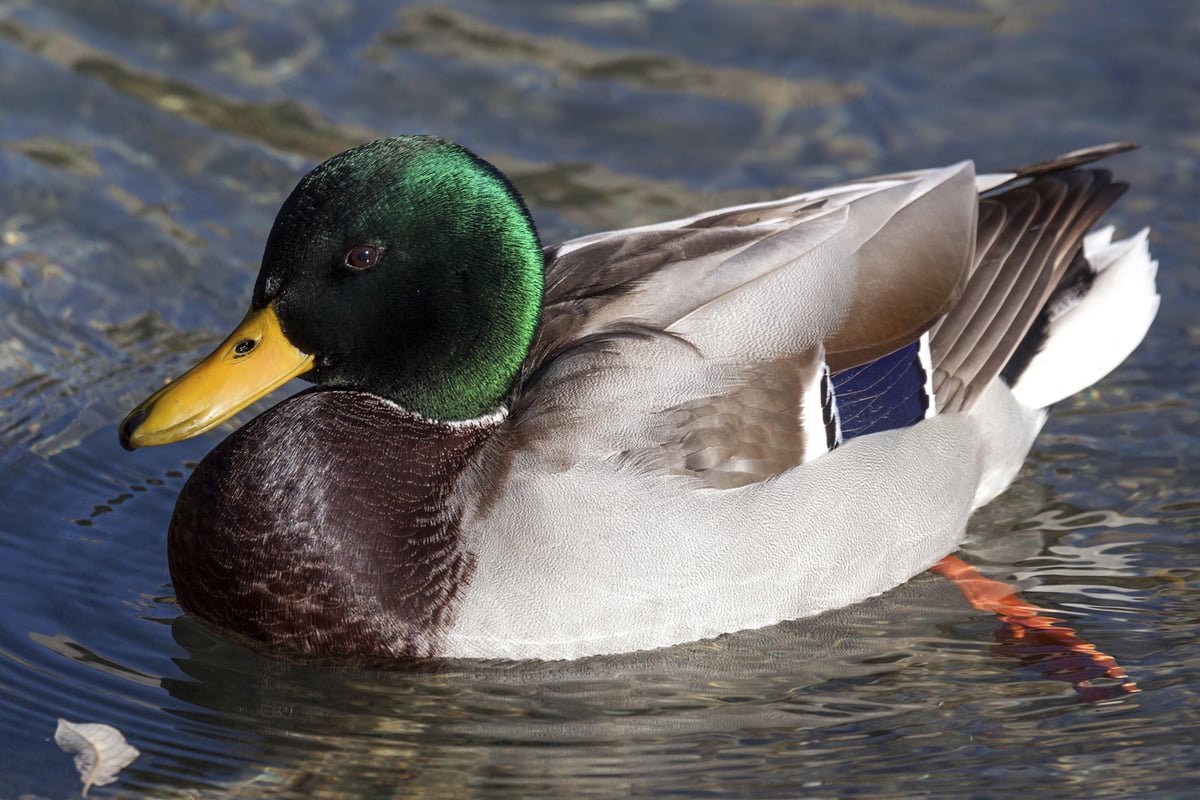 Police hunt teens after duck killed with catapult | London Evening Standard
