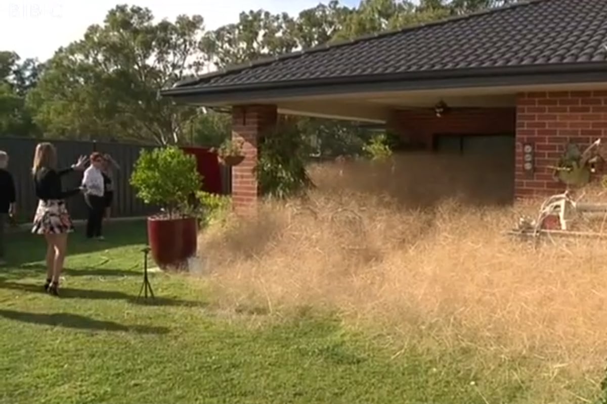 Tumbleweed invasion: Californian city Victorville invaded by 'killer possessed plants' | London Evening Standard