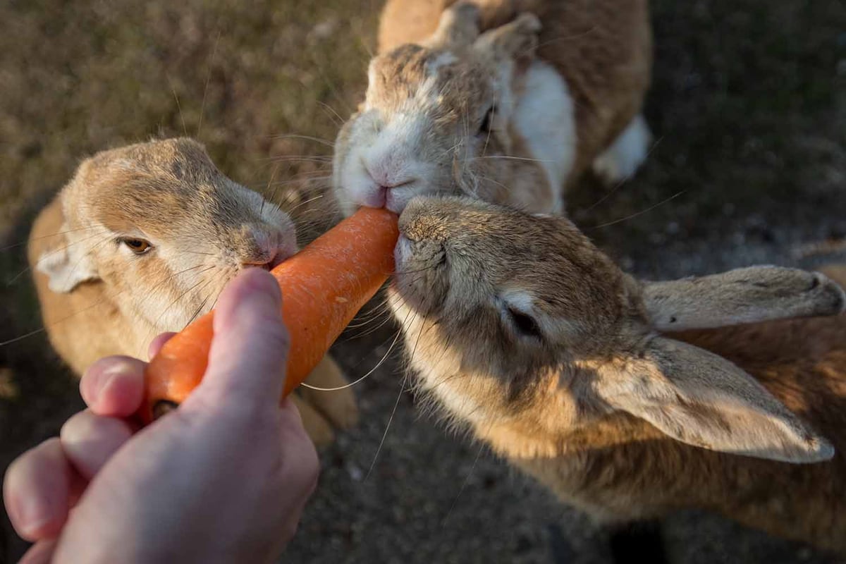 A bunny spa is coming to London’s Covent Garden | London Evening Standard