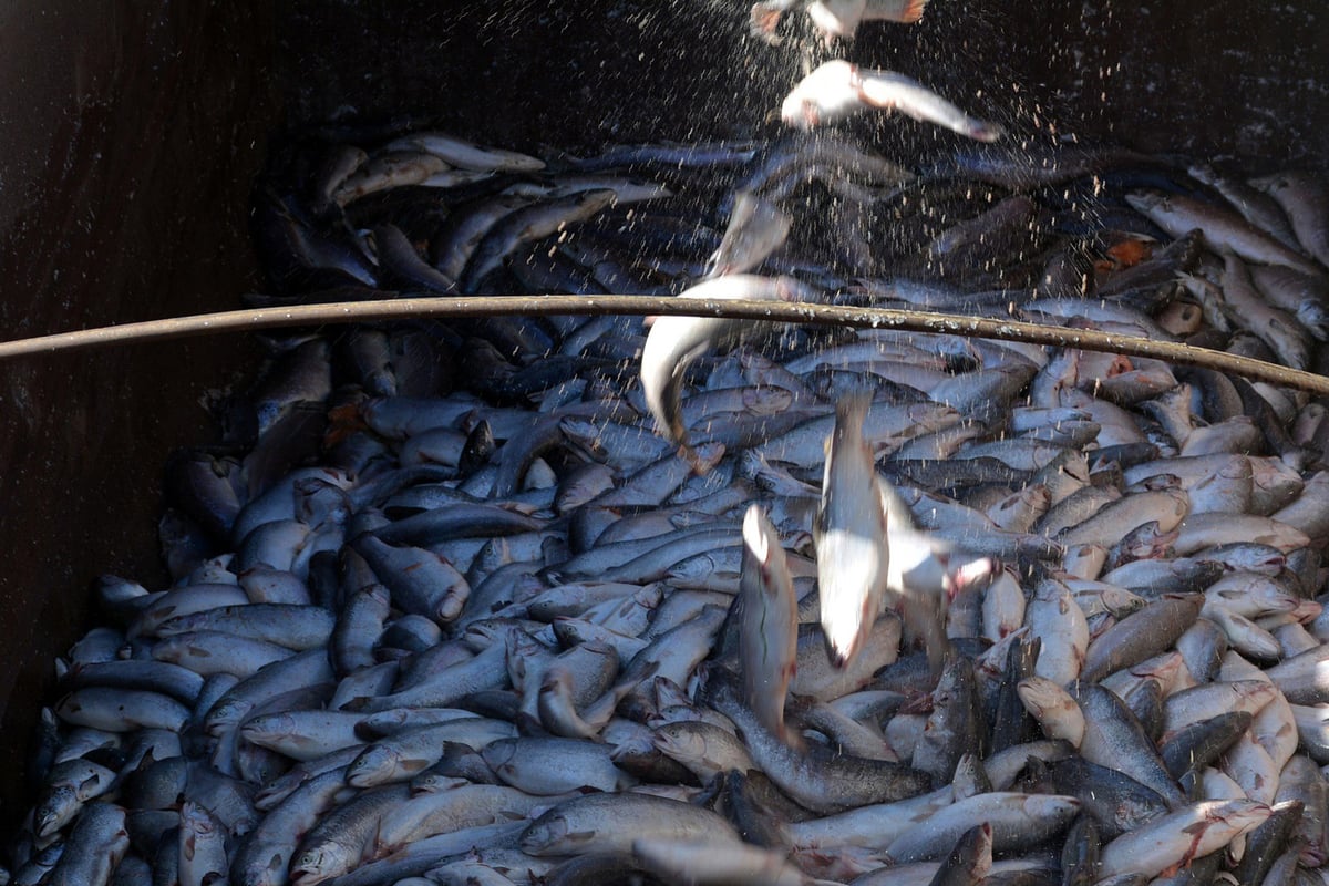 City Spy: Investors left choking on their fish supper | London Evening Standard
