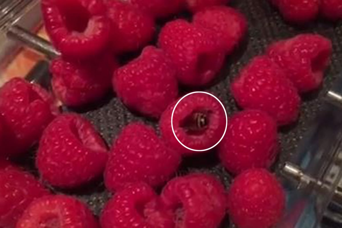 Tesco shopper 'nearly swallows bee' after making shocking discovery in punnet of supermarket raspberries | London Evening Standard