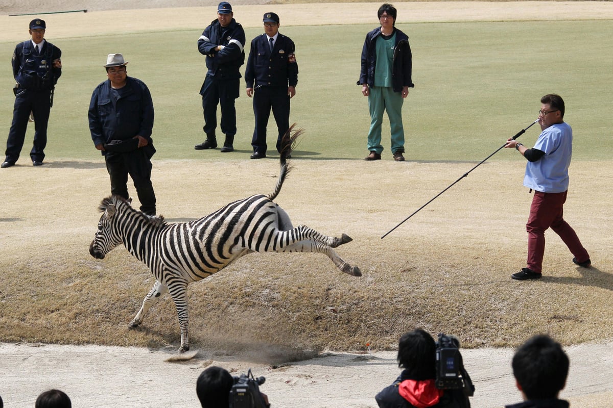 Zebra chase on Japanese golf course ends in tragedy | London Evening Standard