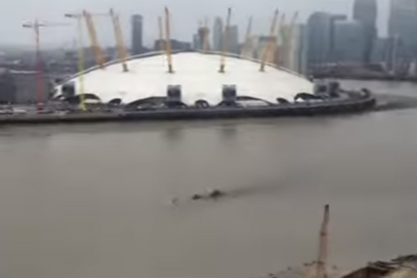 'River Thames monster' leaves top wildlife experts baffled | London Evening Standard