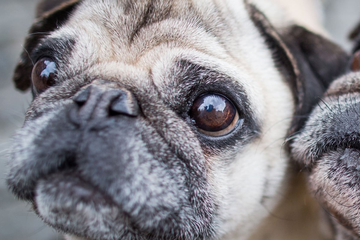 Vets issue warning over 'flat-faced' dogs like pugs and bulldogs | London Evening Standard