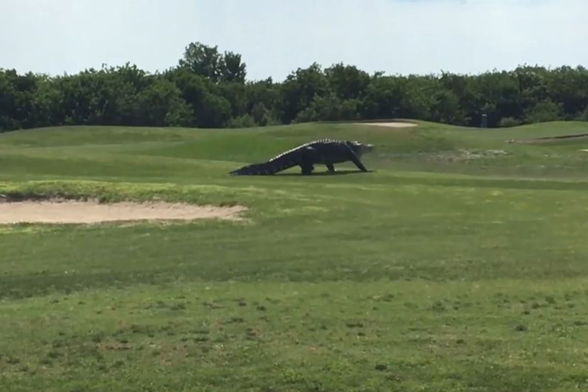 Giant alligator 'which looked like it came out of Jurassic Park' filmed strolling across Florida golf course | London Evening Standard