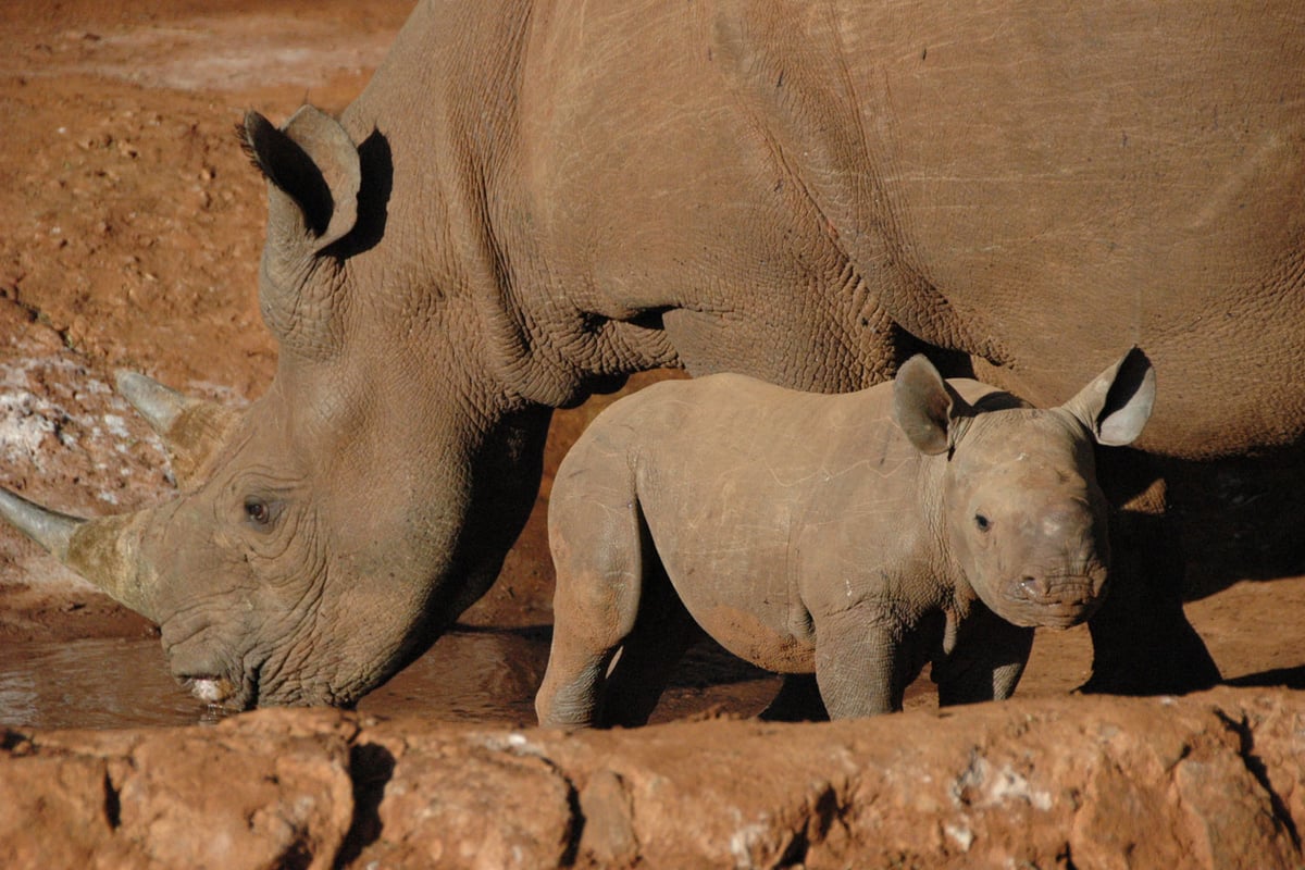 Critically endangered rhino returned to the wild gives birth to a calf | London Evening Standard