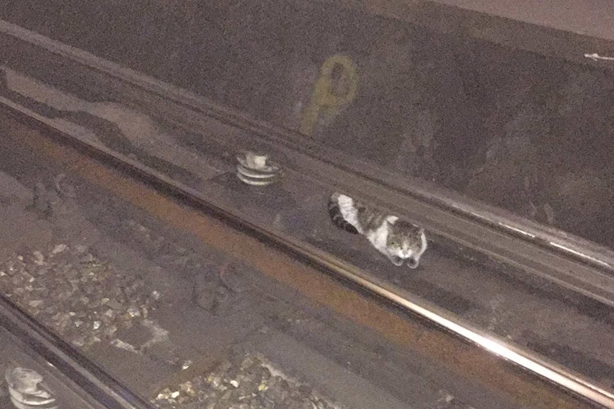 Rescued! Lucky the cat found alive in Tube tunnel THREE DAYS after escaping at station | London Evening Standard