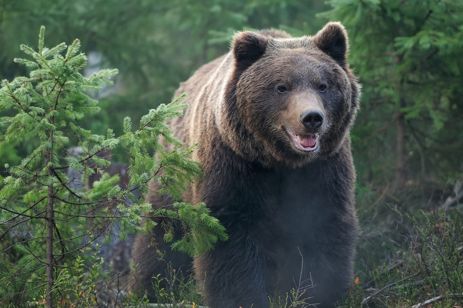 Trump administration proposes limiting endangered species protections