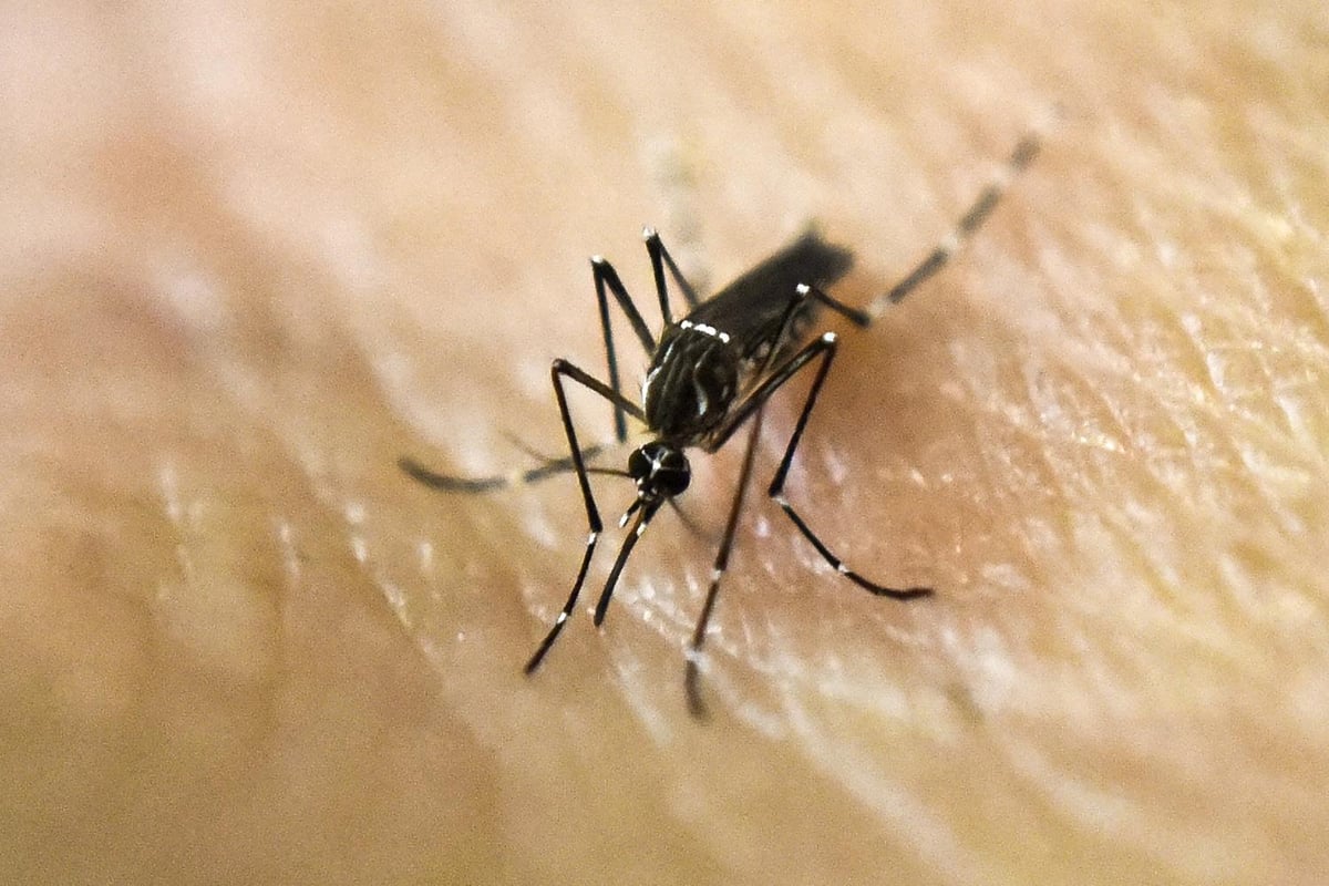 Dengue fever may provide some immunity against Covid-19, study suggests | London Evening Standard