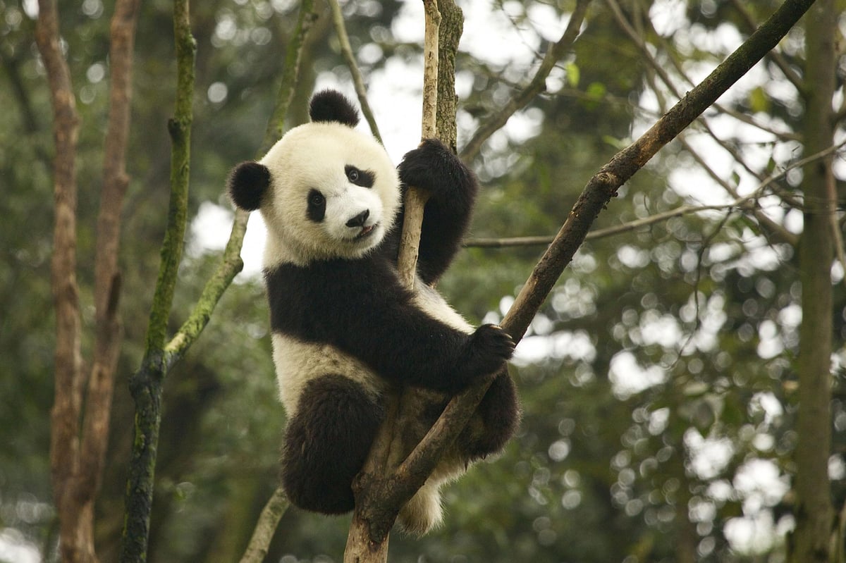 Giant pandas are no longer endangered, say animal experts | London Evening Standard