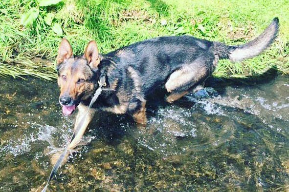London teen arrested after brutally stabbing police dog several times | London Evening Standard