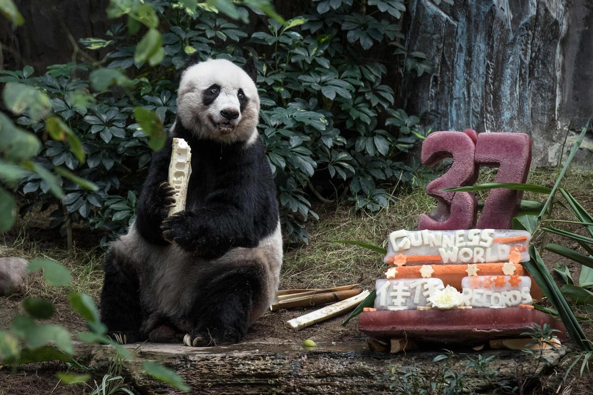 Hong Kong: World's oldest giant panda Jia Jia dies aged 38 after short illness | London Evening Standard