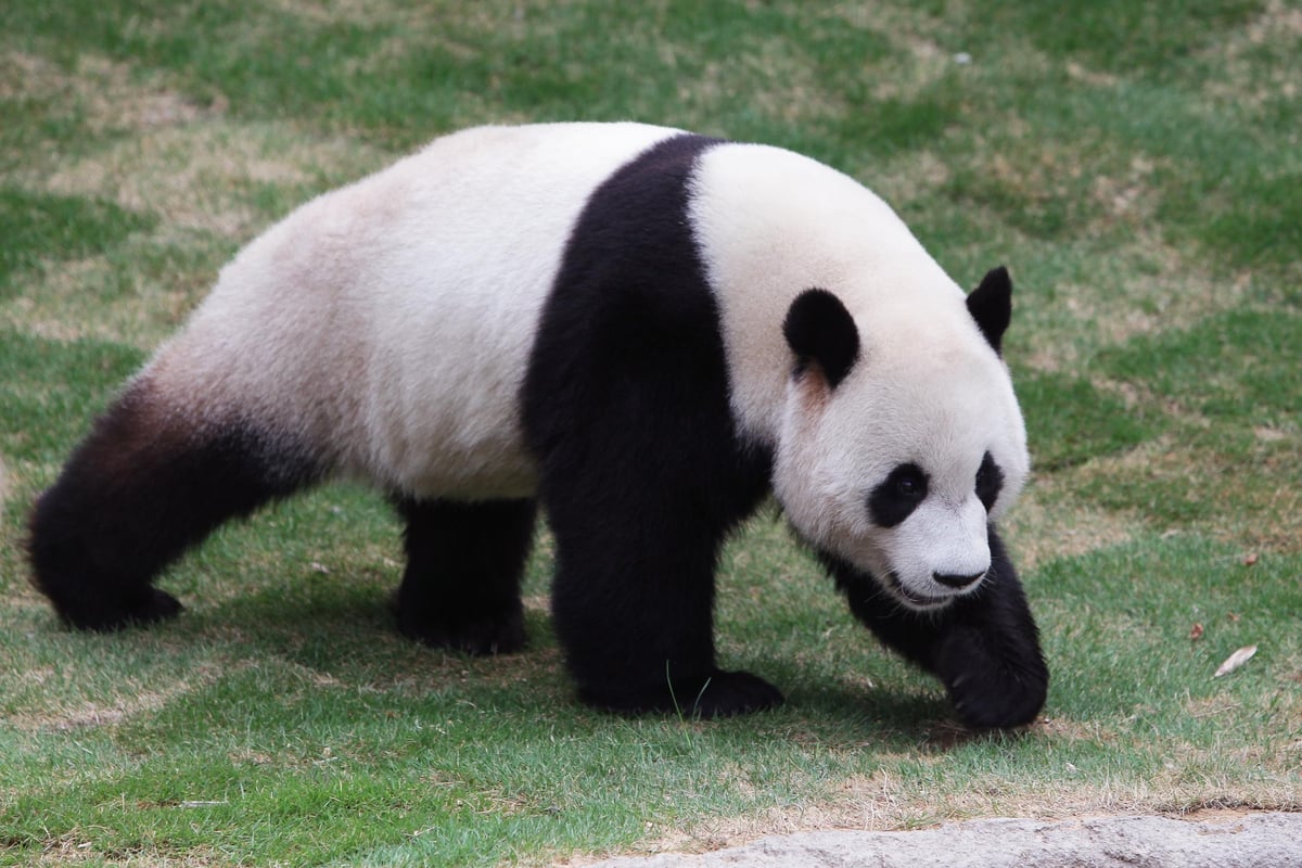 Twin pandas born in South Korea zoo