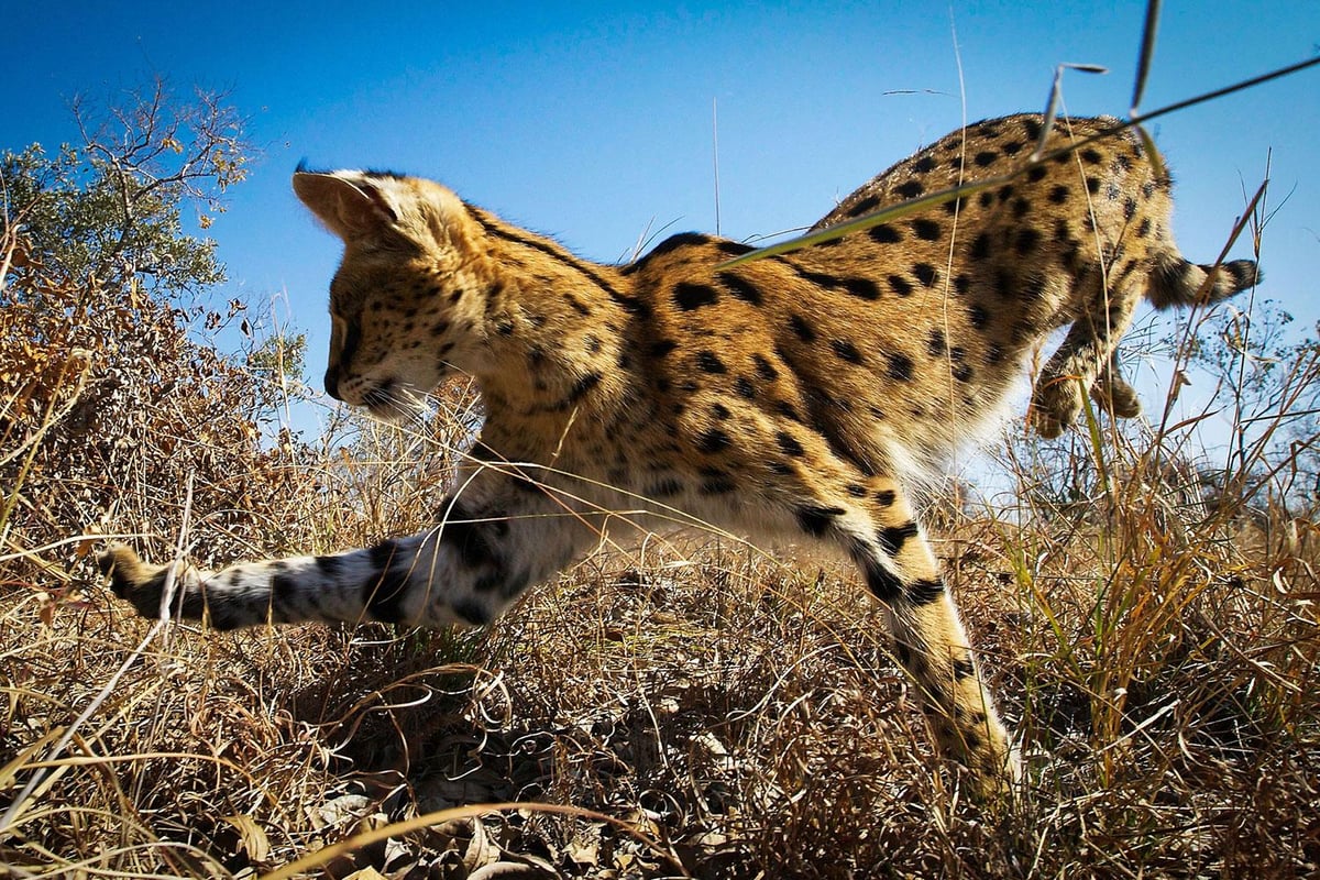 6 Planet Earth II-inspired adventures to book for 2017 | London Evening Standard