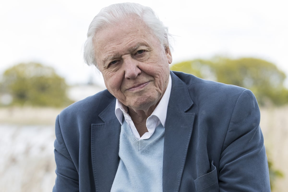 Sir David Attenborough branded ‘elite snob’ for saying British people were not wise enough for Brexit vote | London Evening Standard