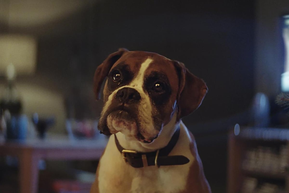 John Lewis Christmas advert with Buster the Boxer hailed as the perfect ‘tonic’ for 2016 | London Evening Standard