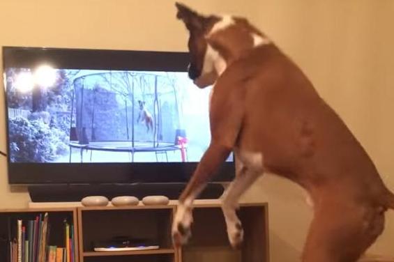 Incredible jumping boxer imitates dog in John Lewis Christmas advert | London Evening Standard