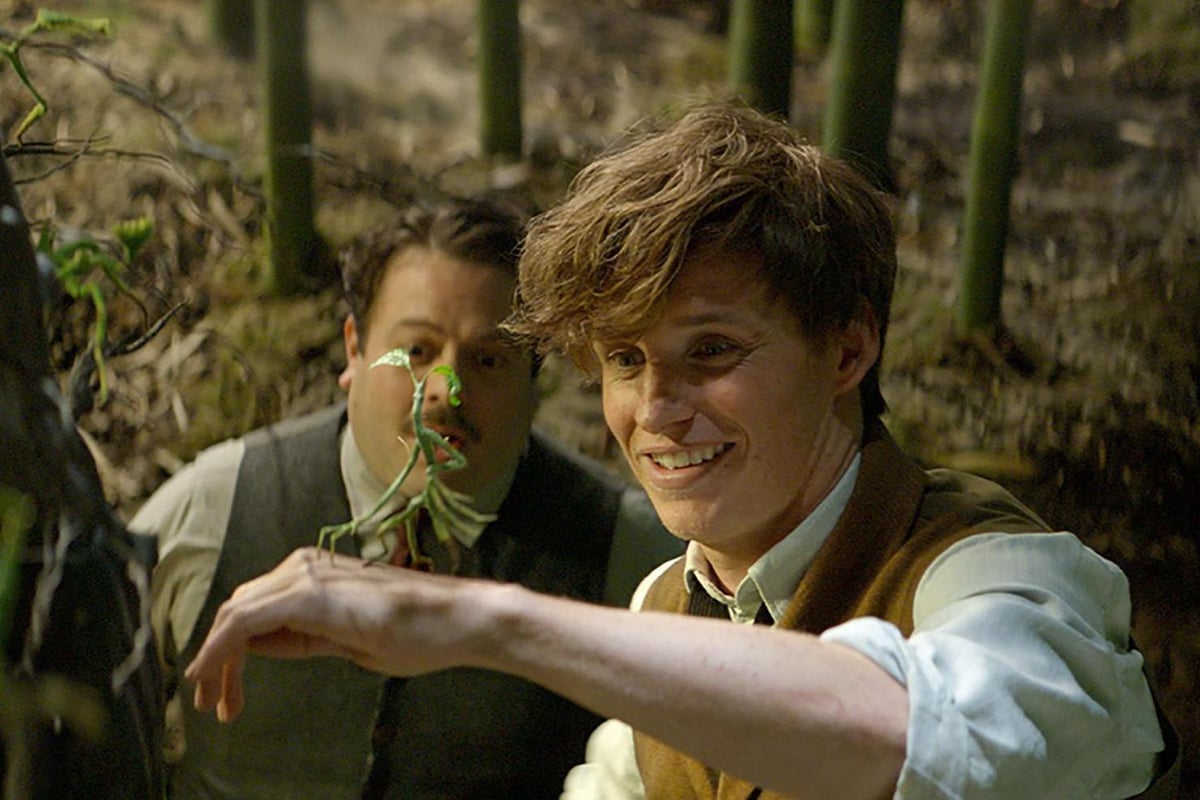 Fantastic Beasts and Where to Find Them, film review | London Evening Standard