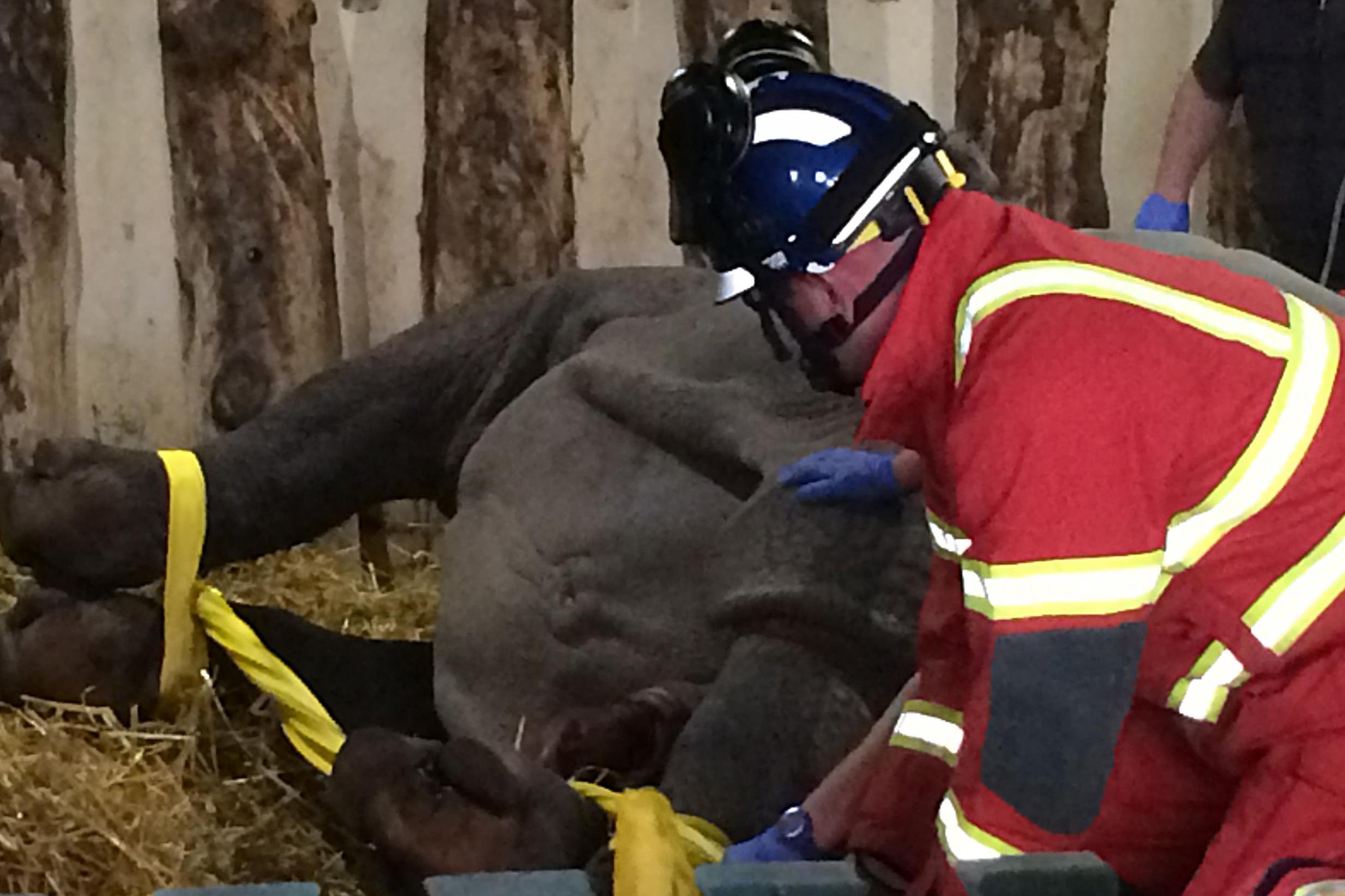 Fire crew called to help rhino with toothache