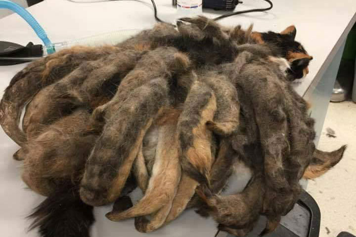 Cat neglected for years found covered in matted fur 'dreadlocks' | London Evening Standard