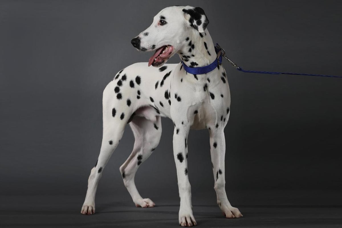 Adorable animals who need a new home after Christmas at Battersea Dogs Home | London Evening Standard
