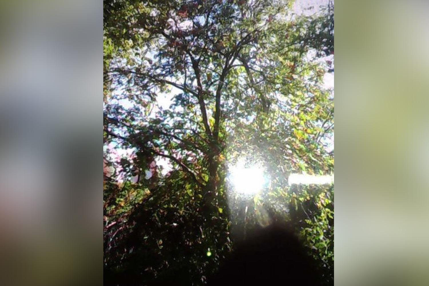 Tree in Daniel Craig and Rachel Weisz's back garden saved from chop