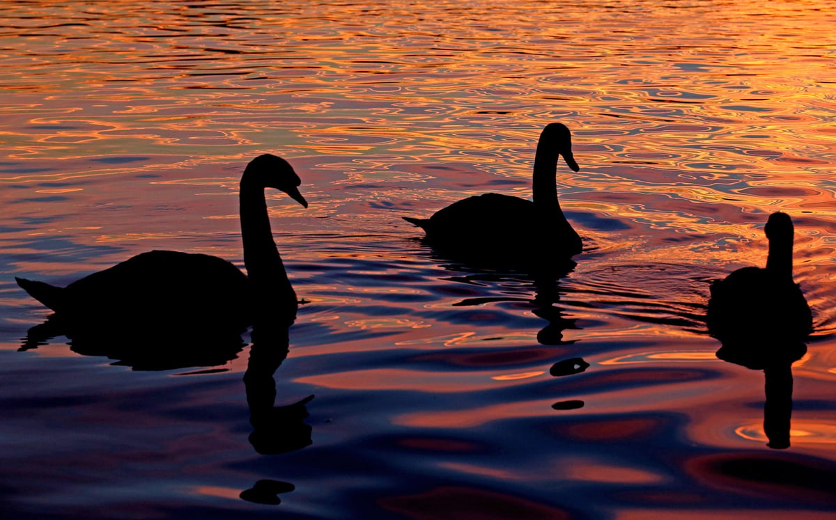 Swan killed and two others injured in spate of Thames shootings