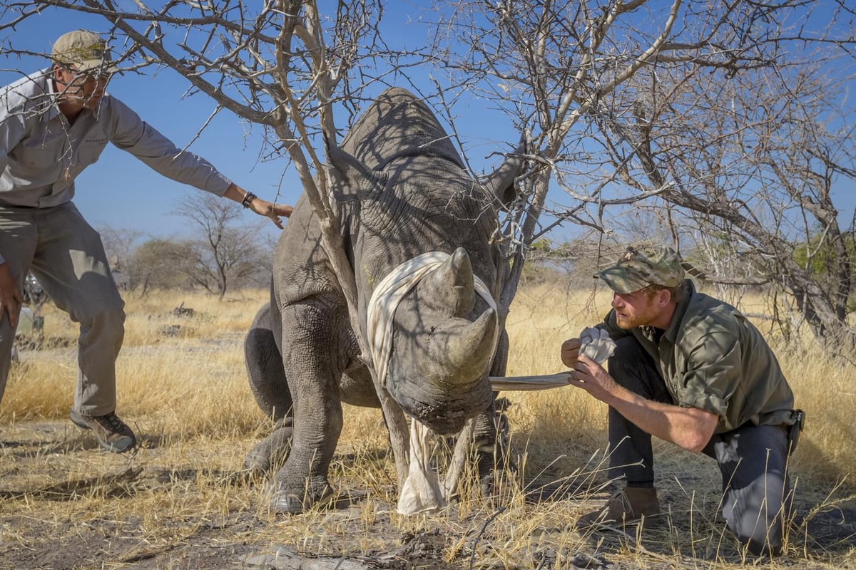 Prince Harry issues rallying cry to save African Rhino | London Evening Standard