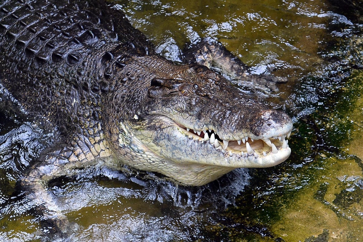 Teenager mauled by crocodile after 'friends dared him to jump in river' in Australia | London Evening Standard