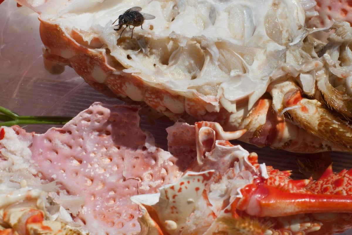Wolfgang Tillmans, exhibition review: A howling win for Wolfgang | London Evening Standard