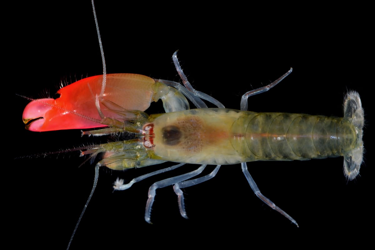 Shrimp named after Pink Floyd for its deafening vocals | London Evening Standard