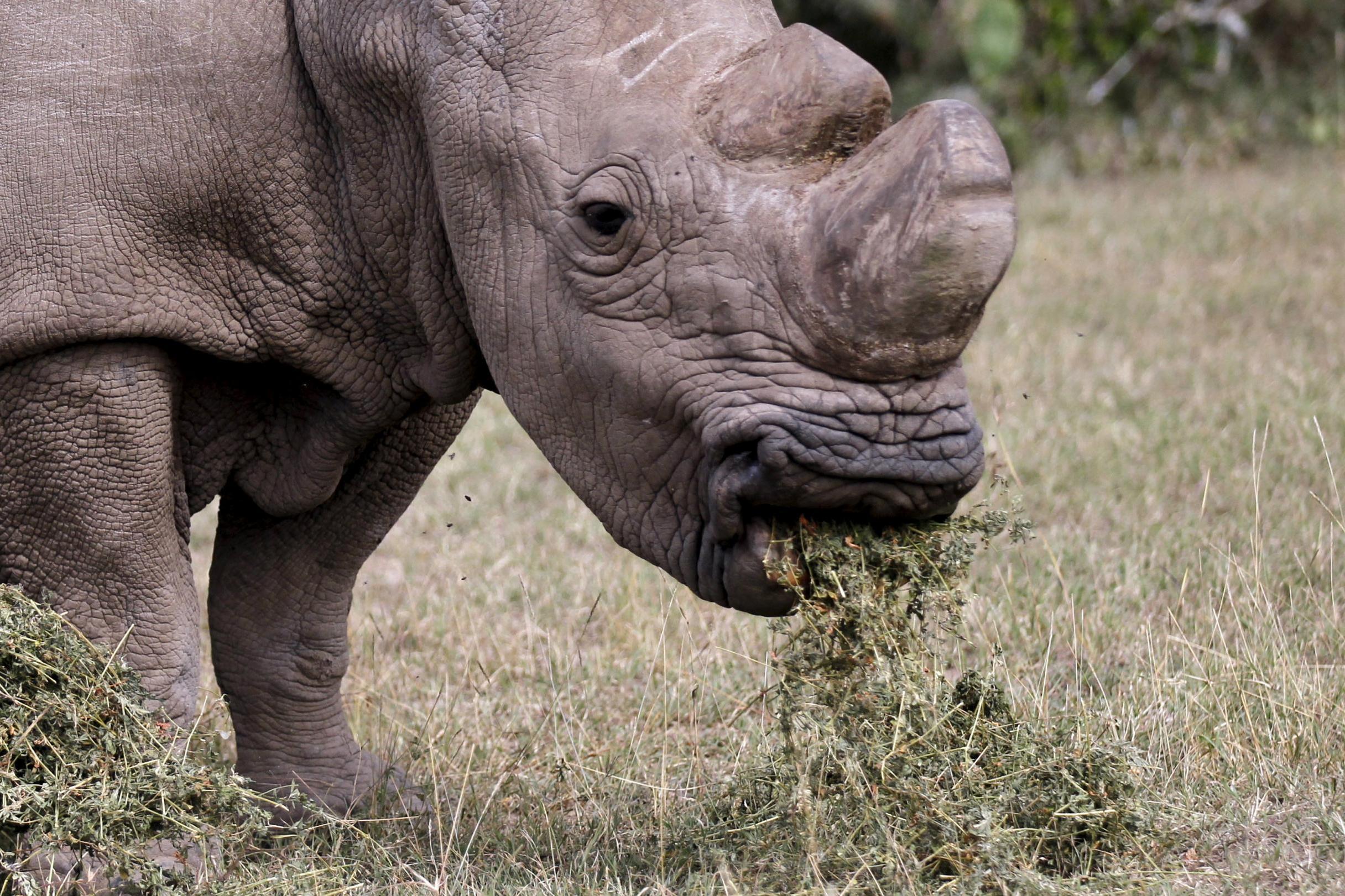 '6ft tall and 5,000 pounds': Endangered male rhino joins Tinder