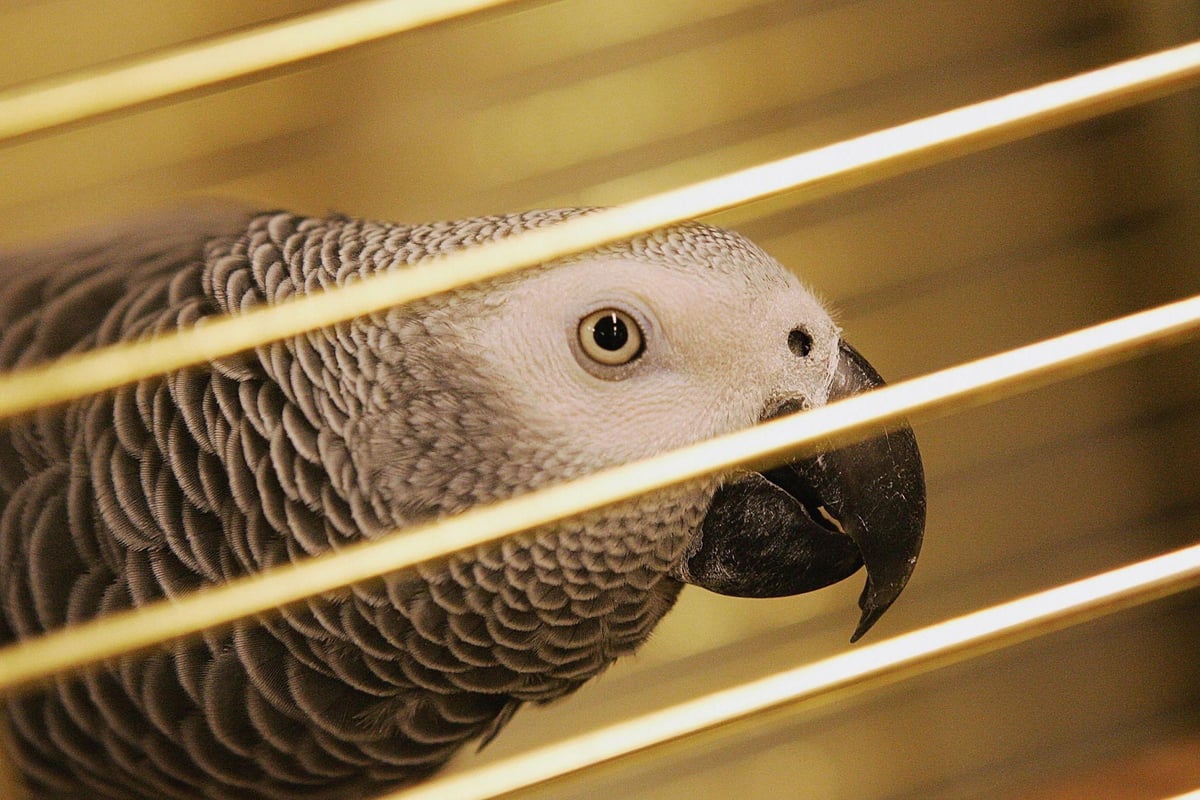 'Italian man murdered neighbour who trained parrot to insult him' | London Evening Standard