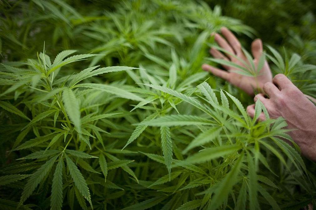 University to offer post-graduate course in marijuana production | London Evening Standard