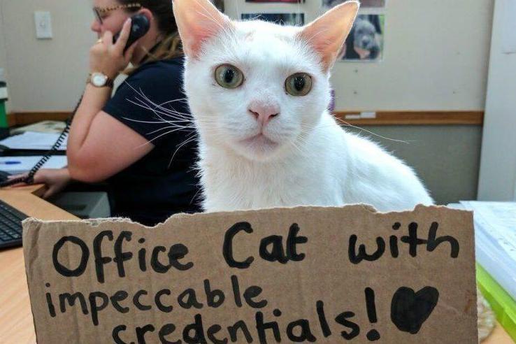 Shy cat gets job as receptionist after more than 400 days at shelter | London Evening Standard