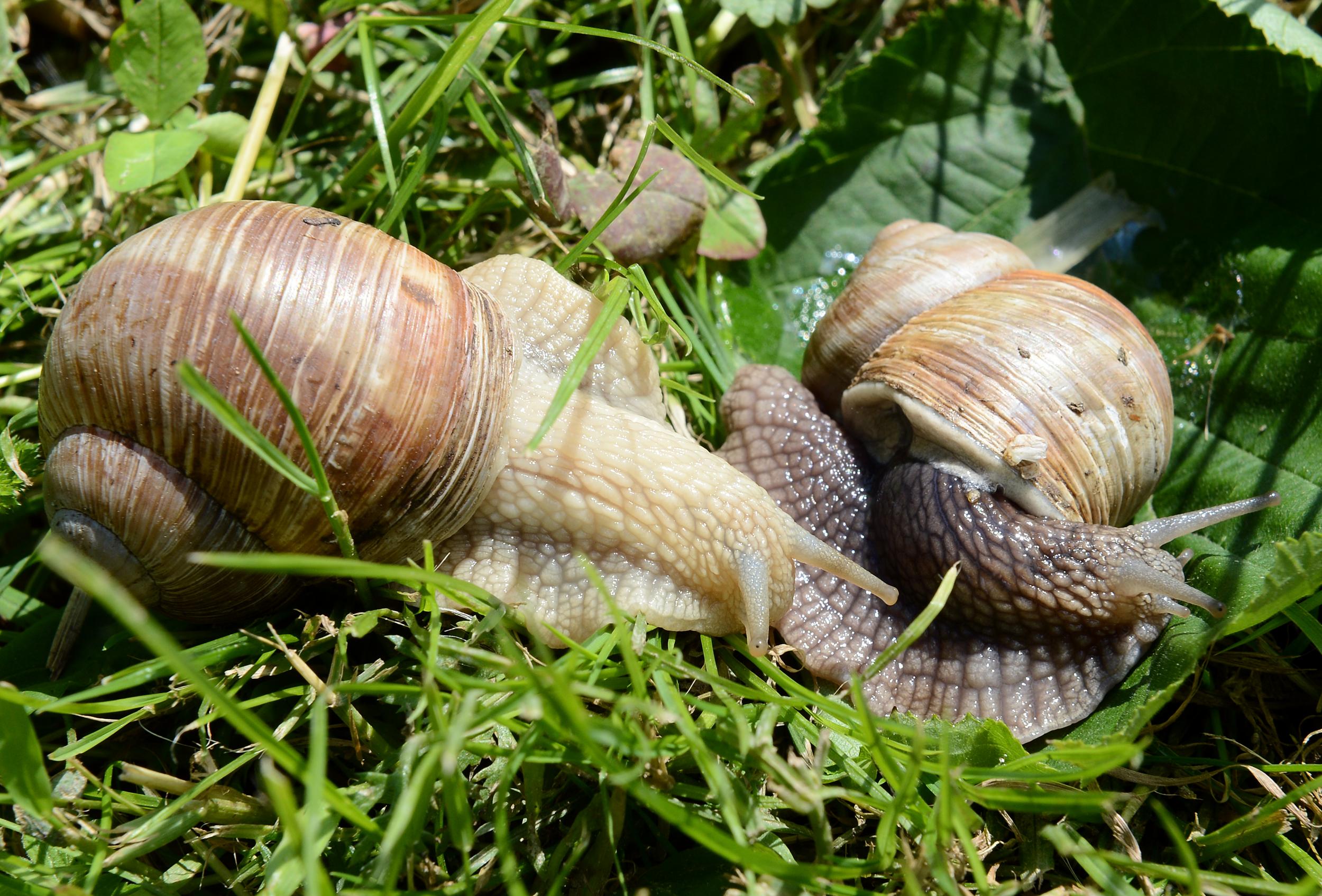 Rare snail unlucky in love as potential matches choose each other