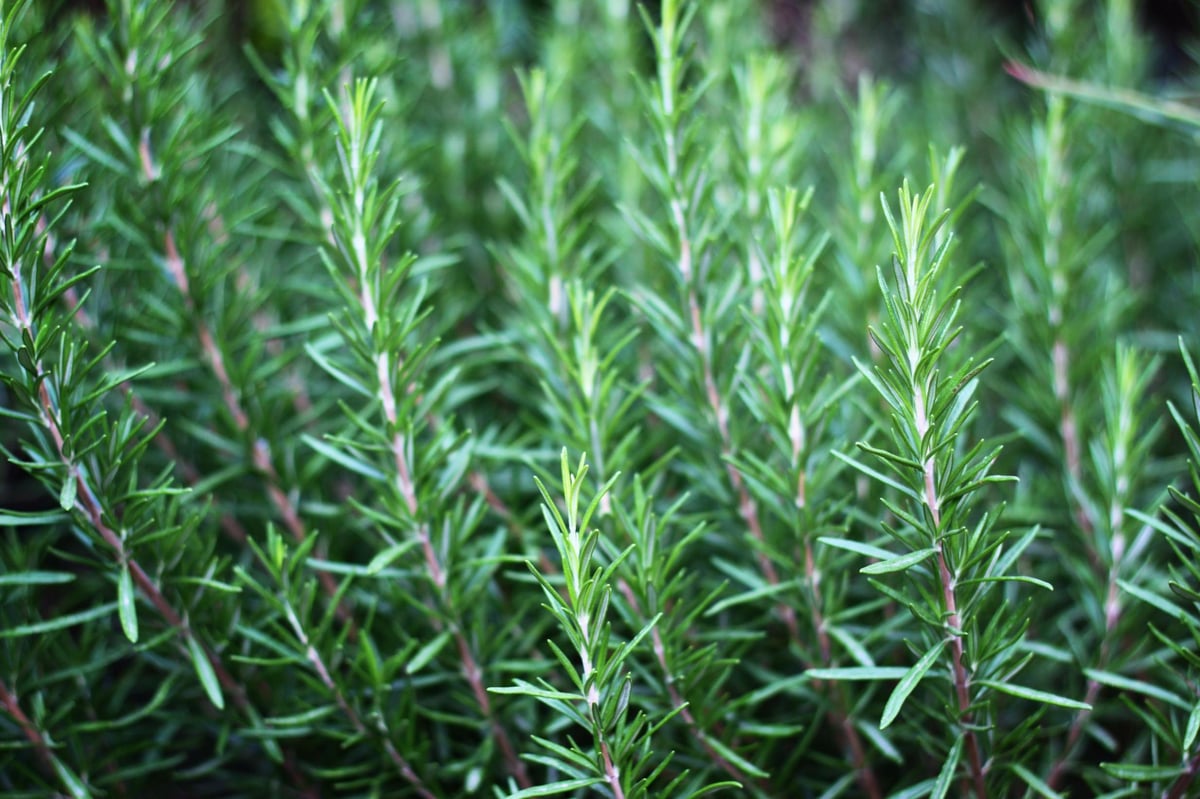 Students are bulk buying rosemary because it can improve memory | London Evening Standard