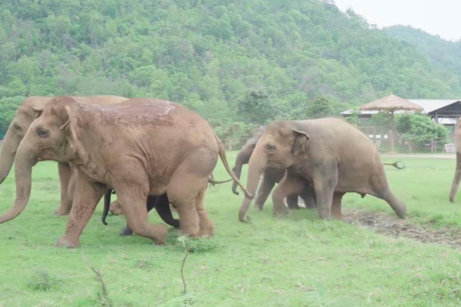 Majority of people support total ban on UK ivory sales | London Evening Standard