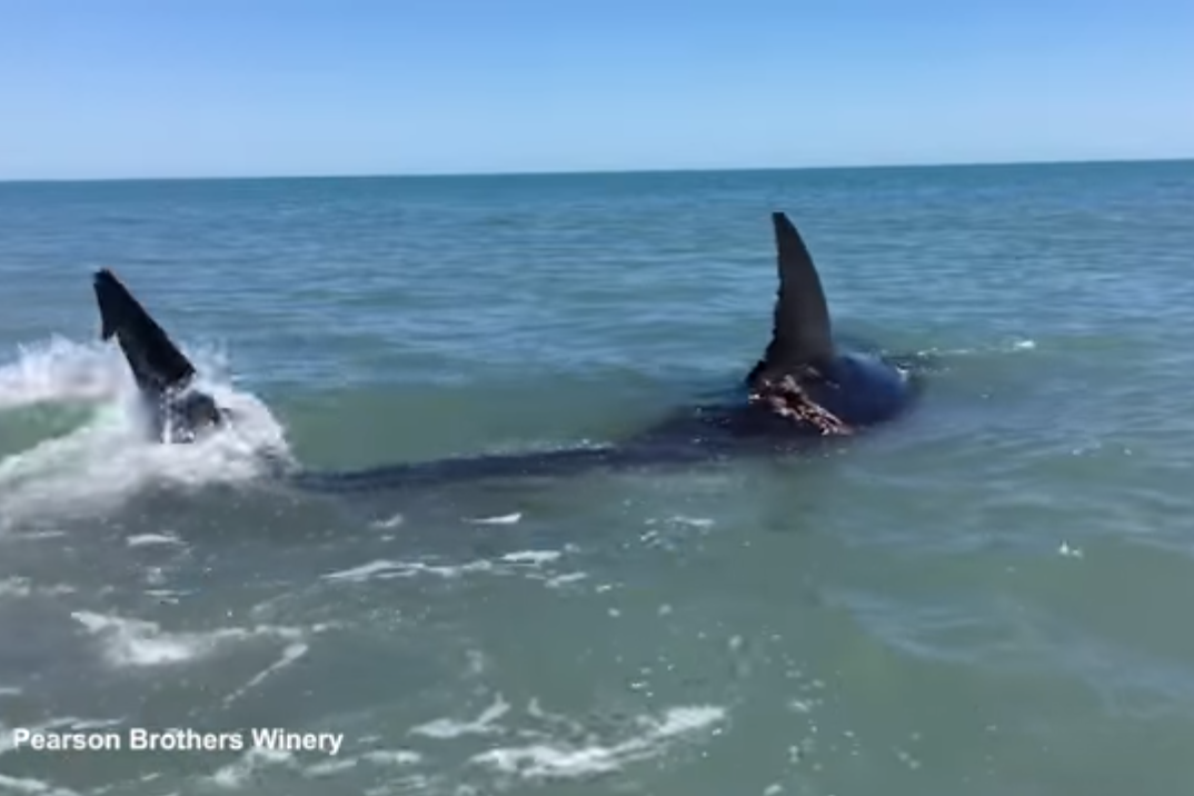 Incredible moment man wades up to 14-foot great white shark as it thrashes about in shallow waters | London Evening Standard