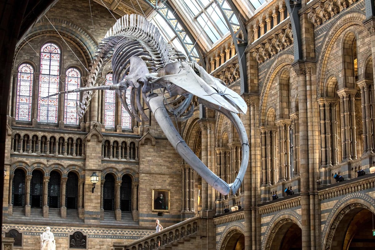 Natural History Museum unveils Dippy the dinosaur's replacement | London Evening Standard