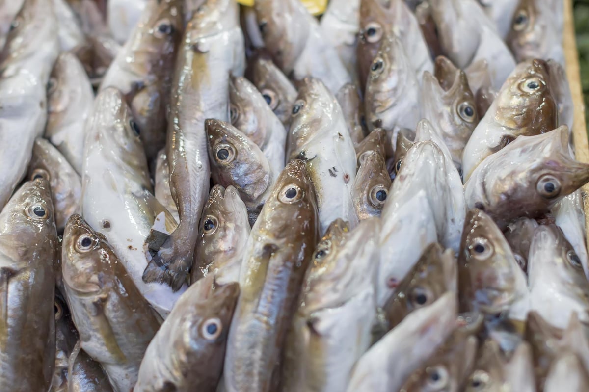North sea cod is now sustainable and can be eaten with a ‘clear conscience’ | London Evening Standard