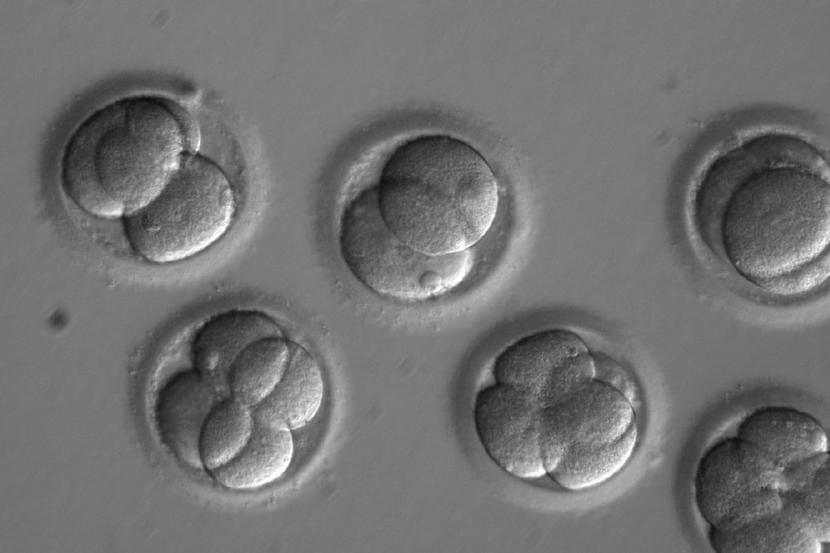 Pioneering scientists remove faulty DNA in embryos to prevent genetic disorders | London Evening Standard